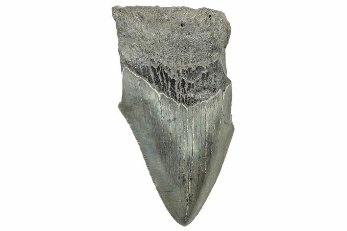 Partial Megalodon Tooth - South Carolina #320719
